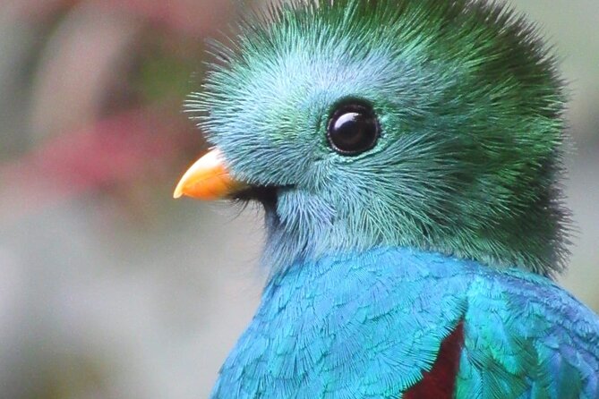 Boquete to Volcan Baru Private Birdwatching Tour - Traveler Reviews