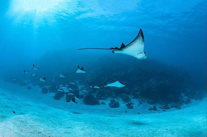 Bora Bora: 1 afternoon dive for certified divers - Good To Know