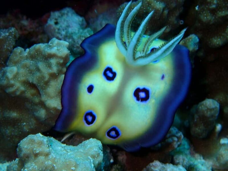 Bora Bora: 3.5-Hour Lagoon Boat Tour with Snorkeling - Who Should Consider This Tour?