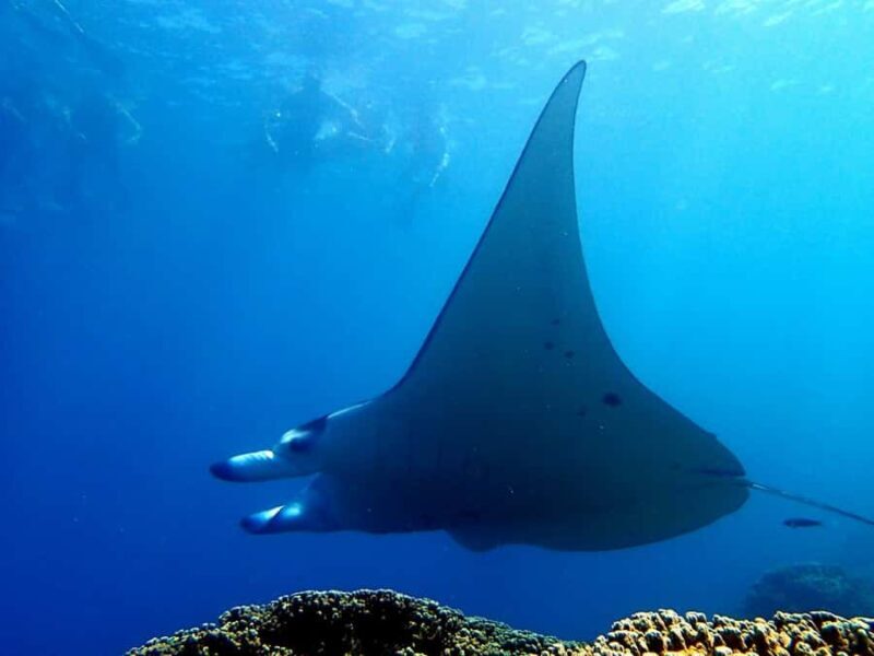 Bora Bora: 3.5-Hour Lagoon Boat Tour with Snorkeling - FAQ