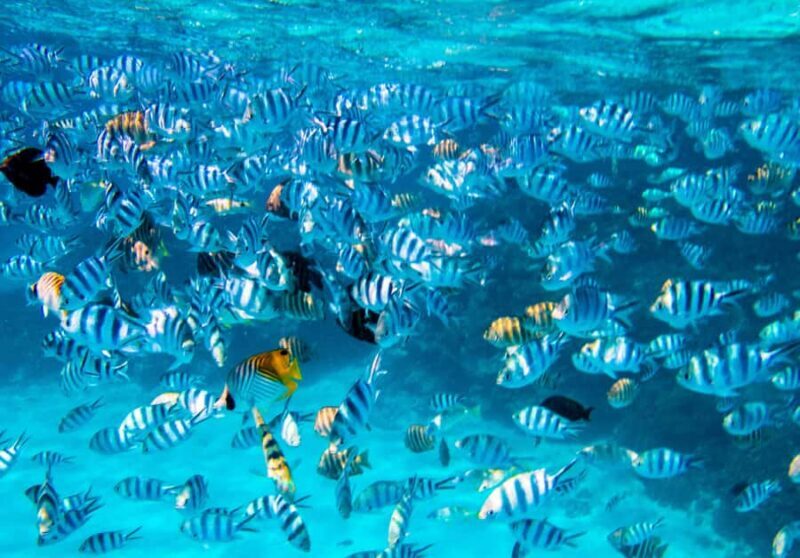 Bora Bora: 4x4 Safari with Snorkelling Combo Tour - FAQ