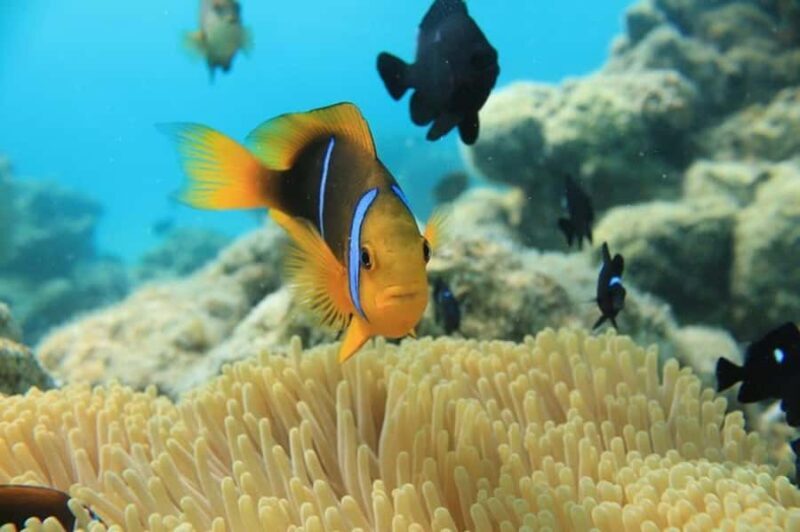 Bora Bora: Aquasafari Helmet Dive & Coral Garden Tour - Who Would Love This Tour?