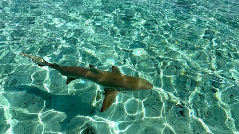Bora Bora: Blue Lagoon Cruise, Snorkeling and Lunch . - Good To Know
