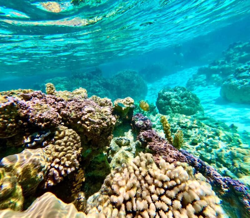 Bora Bora: Blue Lagoon Cruise, Snorkeling and Lunch . - Who Will Love This Tour?