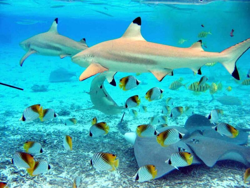 Bora Bora: Eco Shark and Snorkeling Safari - What to Expect from the Bora Bora Snorkeling Safari