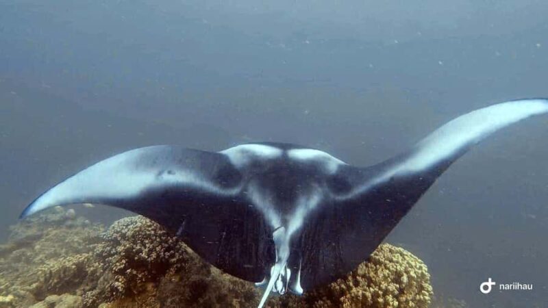 Bora Bora: Full Day in a Traditional Canoe in the Lagoon - Good To Know  