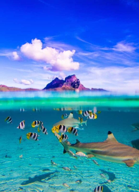 Bora Bora: Full-Day Lagoon Snorkelling Tour - Good To Know