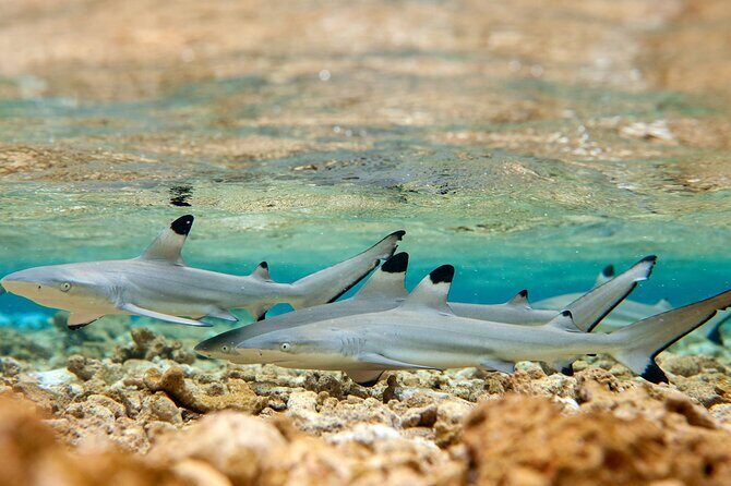 Bora Bora Full Day Snorkeling with Lunch - Practical Details and Considerations