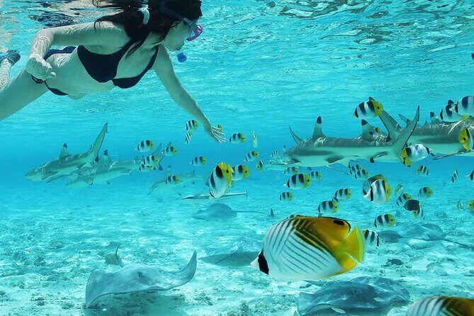 Bora Bora Full Day Snorkeling with Lunch - Authentic Experiences from Reviews