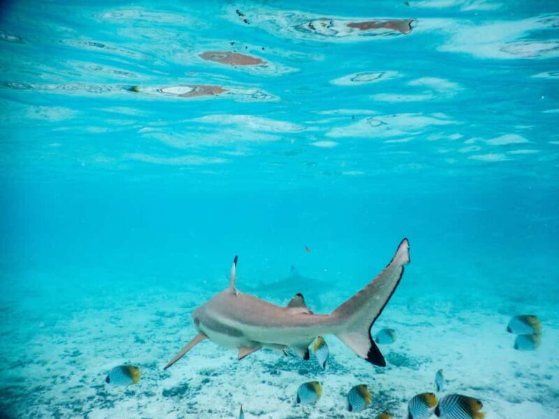 Bora Bora: Half-Day Lagoon Snorkelling Tour - A Deep Dive into the Bora Bora Lagoon Snorkelling Tour