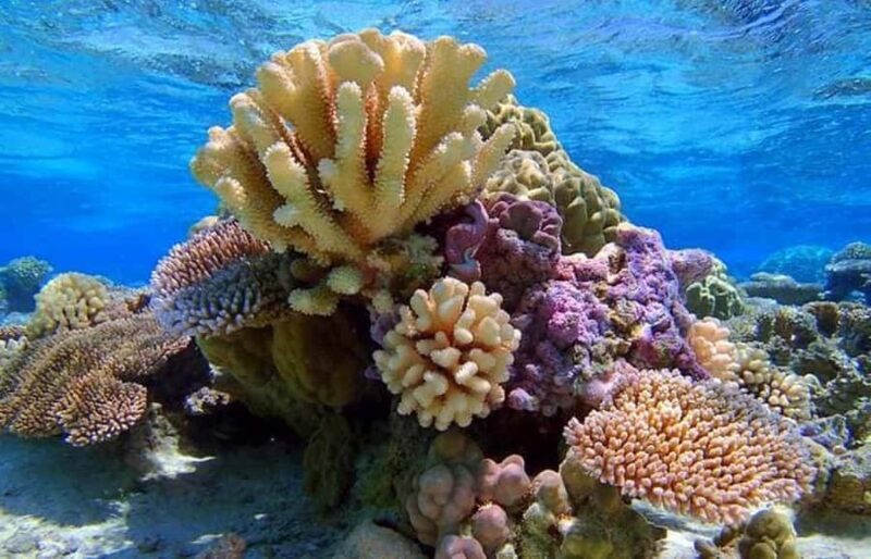 Bora Bora: Lagoon Snorkeling Half-Day Private Boat Tour - Good To Know