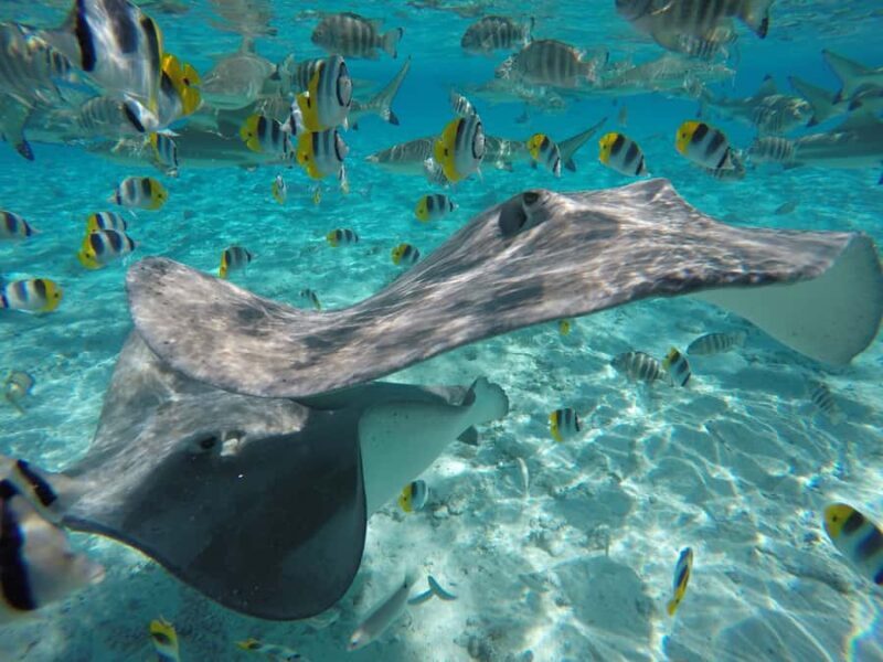 Bora Bora: Lagoon Tour and Snorkeling Experience - Introduction