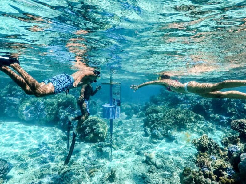 Bora Bora: Lagoon Tour and Snorkeling Experience - Real Guest Insights and Authentic Experiences