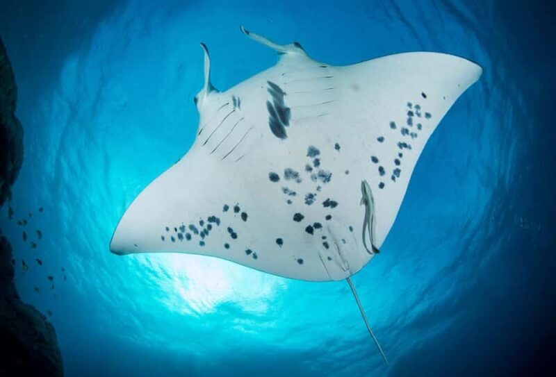 Bora Bora: Morning 2 tank dive for certified divers - Logistics and Practical Details