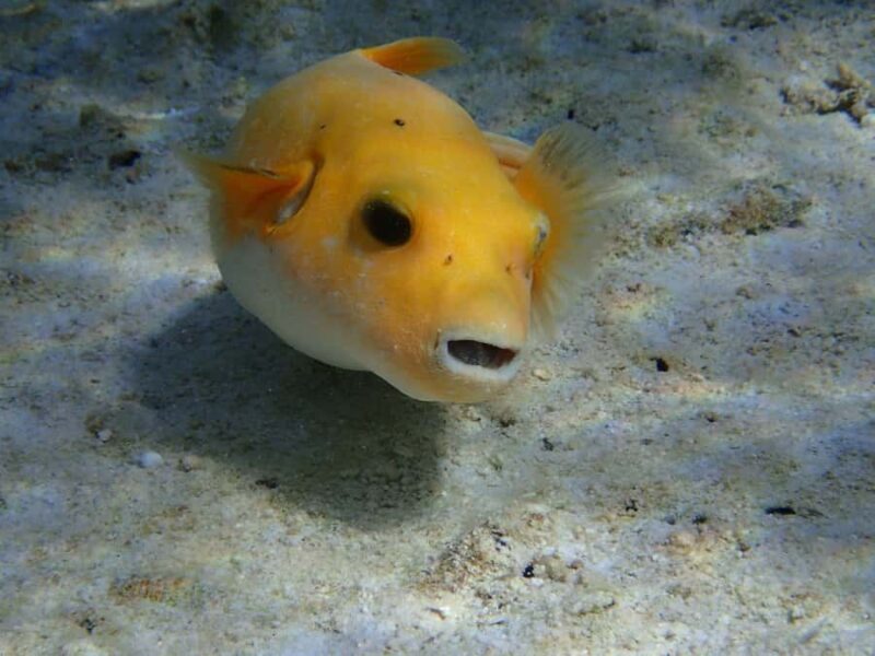 Bora Bora: Small Group Snorkeling Boat Tour with Pickup - Good To Know