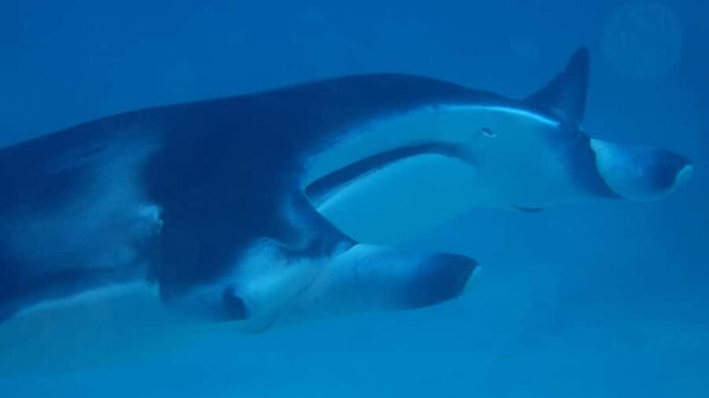 Bora Bora: Small Group Snorkeling Boat Tour with Pickup - Practical Details and What to Expect