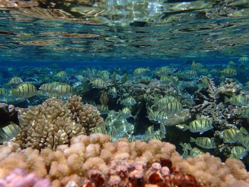 Bora Bora: Small Group Snorkeling Boat Tour with Pickup - Who Will Love This Tour?