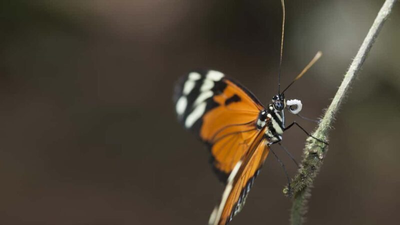 Bordano: Butterfly House Entry Ticket - Good To Know