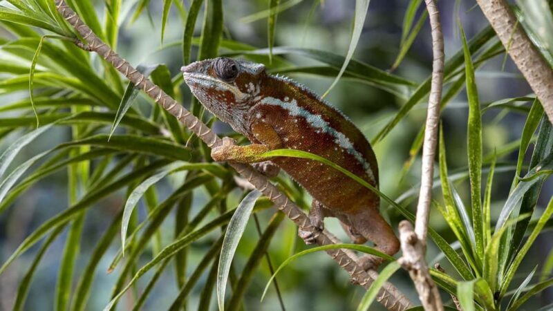 Bordano: Butterfly House Entry Ticket - Exploring the Greenhouses: A Close-Up Look