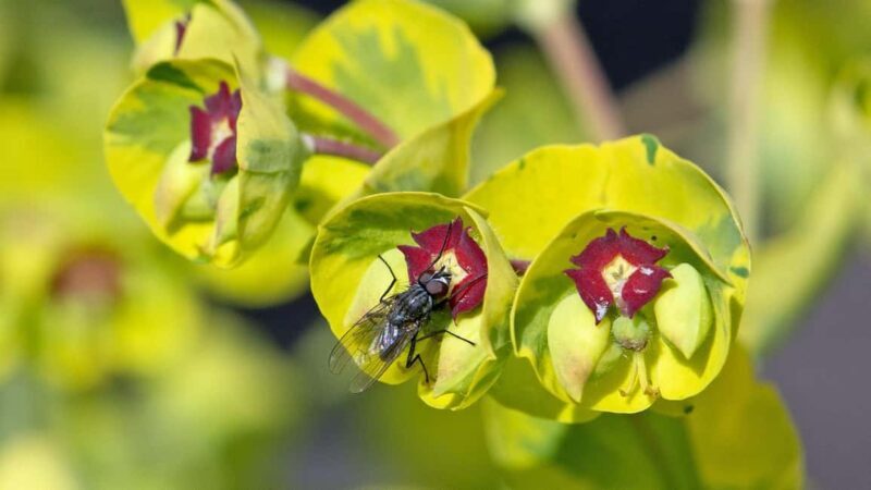 Bordano: Butterfly House Guided Tour with Lunch - Introducing the Bordano Butterfly House Guided Tour with Lunch