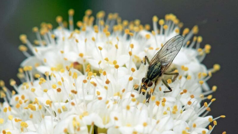 Bordano: Butterfly House Guided Tour with Lunch - Good To Know
