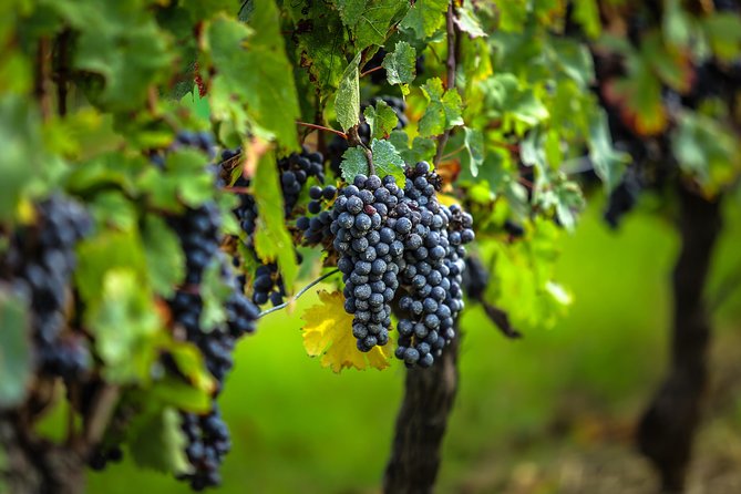 Bordeaux Cruise Port Shore Excursion: Full-Day Private Medoc Wine Tour - Reviews and Refund Policy