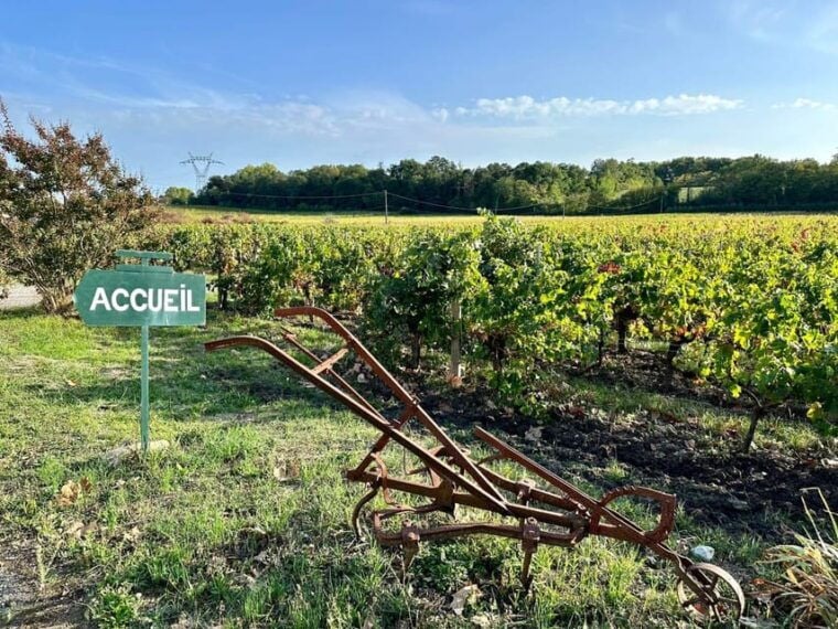 Bordeaux: Explore an Organic Family Vineyard With Tasting - Winemaking Process and Cellar Exploration