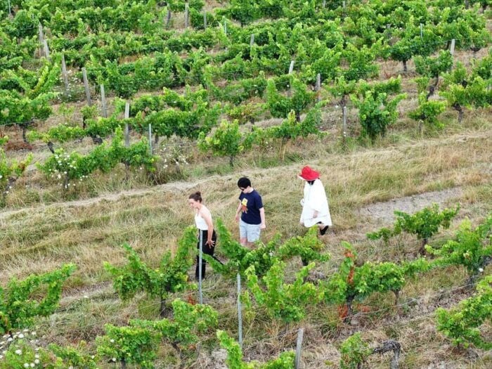 Bordeaux: Explore an Organic Family Vineyard With Tasting - Planning Your Visit