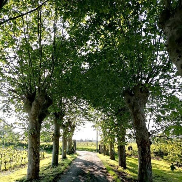 Bordeaux: in the Heart of an Organic Family Vineyard - Participant Guidelines