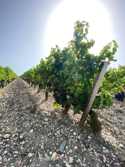 Bordeaux Margaux Wine Tour - Tour Overview