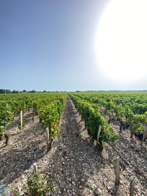 Bordeaux Margaux Wine Tour - Wine Region Exploration