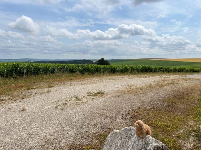 Bordeaux Private Walking & Tasting Tour - Tour Highlights