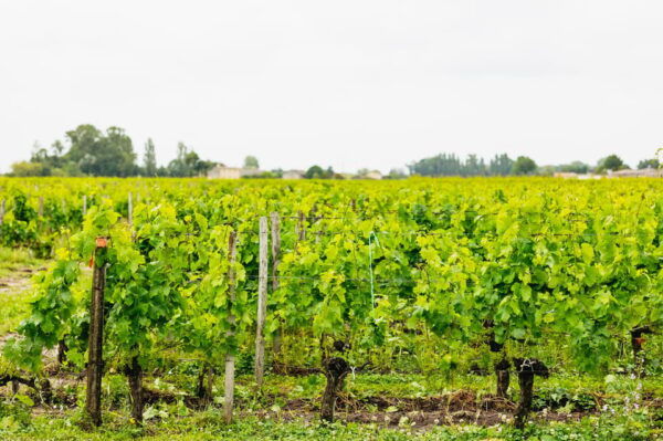 Bordeaux: St. Emilion Day Trip With Wine Tasting and Lunch - Questions You May Have