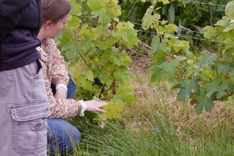Bordeaux: St. Emilion Wine and E-Bike Tour with Lunch - The Value of the Experience