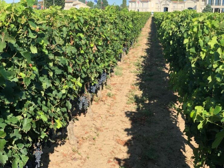 Bordeaux : Tour De France Wine Tasting - Sommelier-Led Wine Tasting Adventure