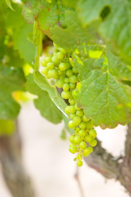 Bordeaux: Visit to Vieux Château Gaubert and Wine Tasting - Language Options and Tour Inclusions