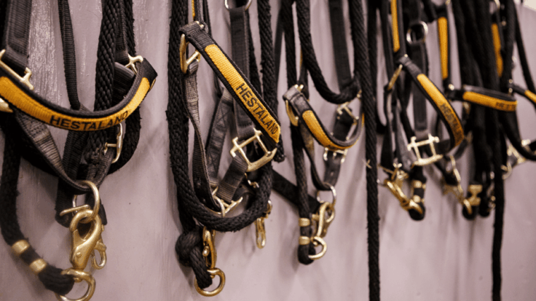 Borgarnes: Horseback Riding Tour with Prep Lesson - Authentic Experiences Drawn from Reviews