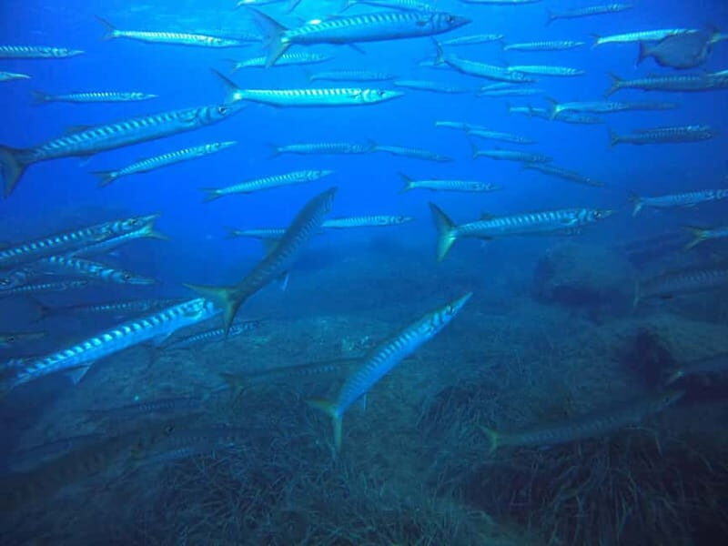 Bormes-les-Mimosas: Introductory diving session - What’s Included and What to Expect?