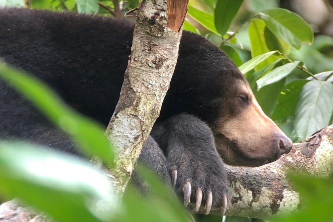 Bornean Sun Bear Conservation Centre & Sepilok Orang Utan Rehab Centre Tour - Tour Overview
