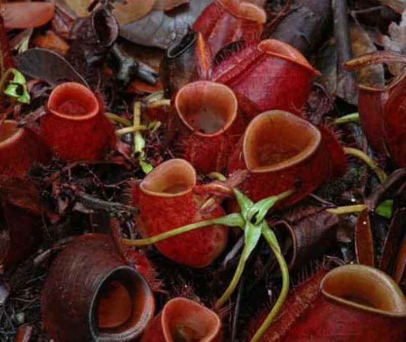 Borneo: 3 Days Orangutan River Cruise from Pangkalan Bun - The Value of the Tour