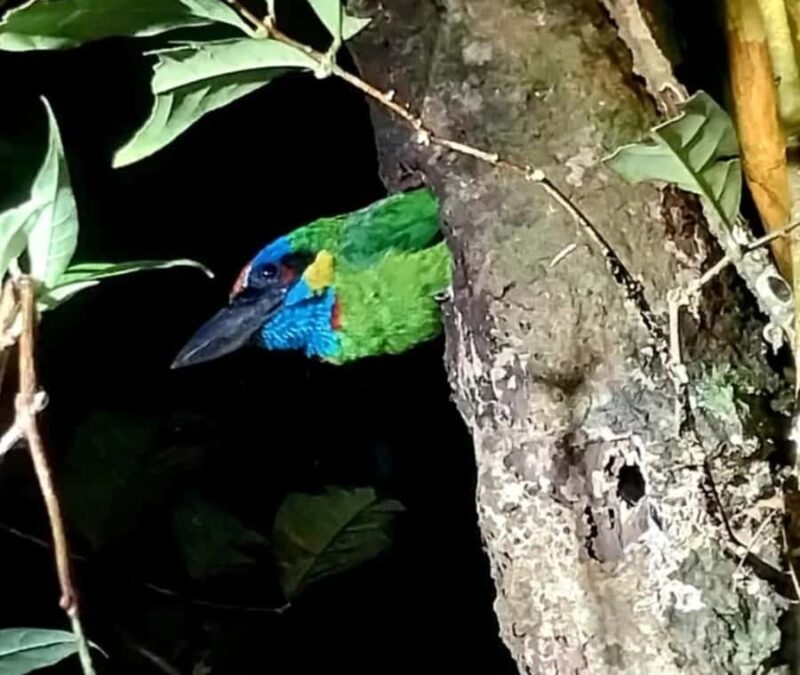 Borneo: 3 Days Orangutan River Cruise from Pangkalan Bun - Frequently Asked Questions