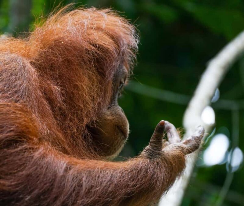 Borneo: 3 Days Orangutan River Cruise from Pangkalan Bun - Final Thoughts
