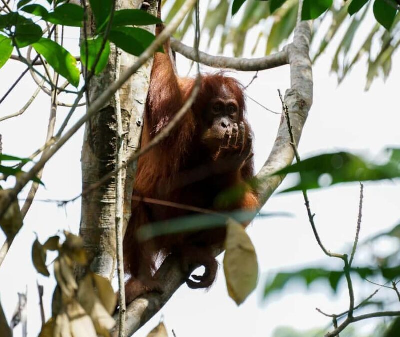 Borneo: 3 Days Orangutan River Cruise from Pangkalan Bun - Good To Know  