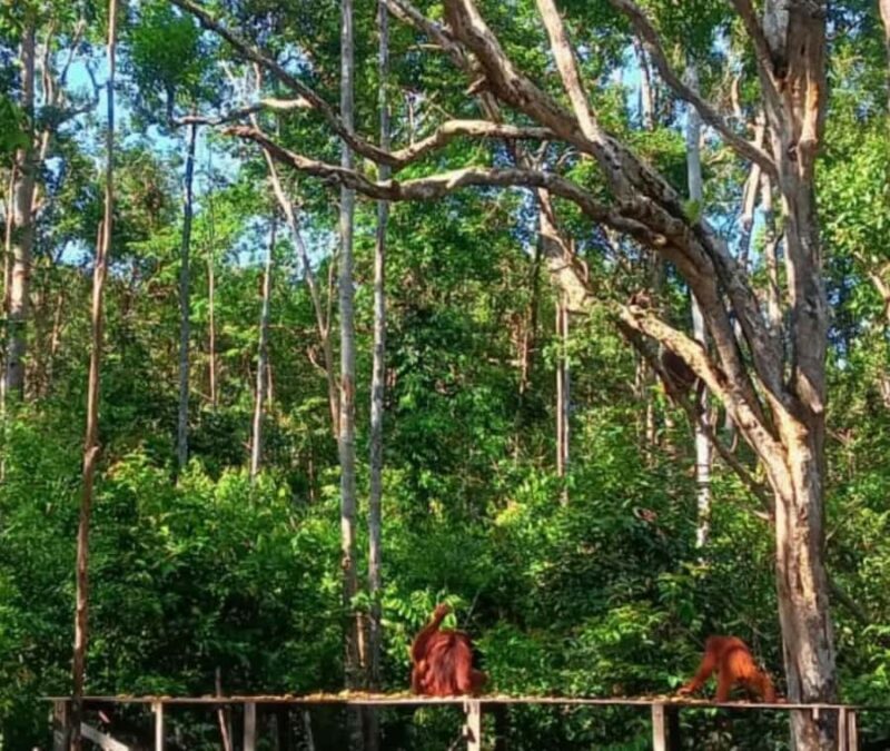 Borneo: 3 Days Orangutan River Cruise from Pangkalan Bun - Who Should Consider This Tour?  