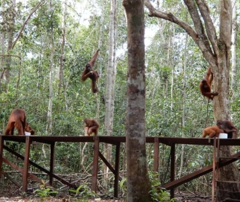 Borneo: 3 Days Orangutan River Cruise from Pangkalan Bun - Frequently Asked Questions  
