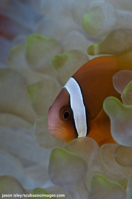 Borneo 3-Dive Scuba Diving Day Trip in Kota Kinabalu - Pre-requisites and Health Requirements