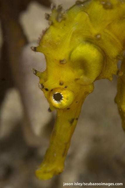 Borneo 3-Dive Scuba Diving Day Trip in Kota Kinabalu - Pricing and Booking Information