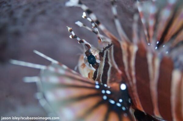 Borneo 3-Dive Scuba Diving Day Trip in Kota Kinabalu - The Sum Up