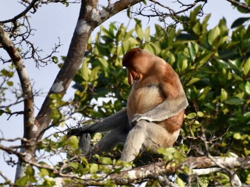 Borneo Kawa Mangrove Wildlife Cruise & Fireflies Spectacle - What to know before you book