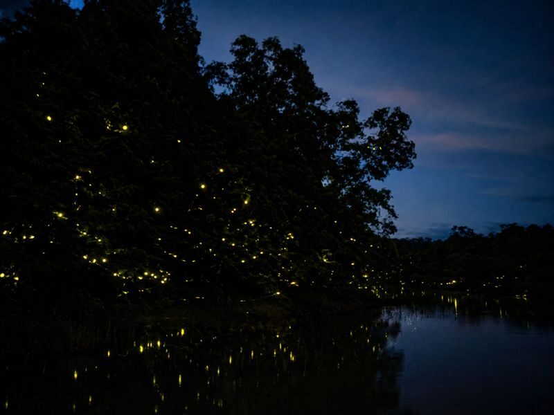 Borneo Kawa Mangrove Wildlife Cruise & Fireflies Spectacle - Is the roughly US$44 price good value?